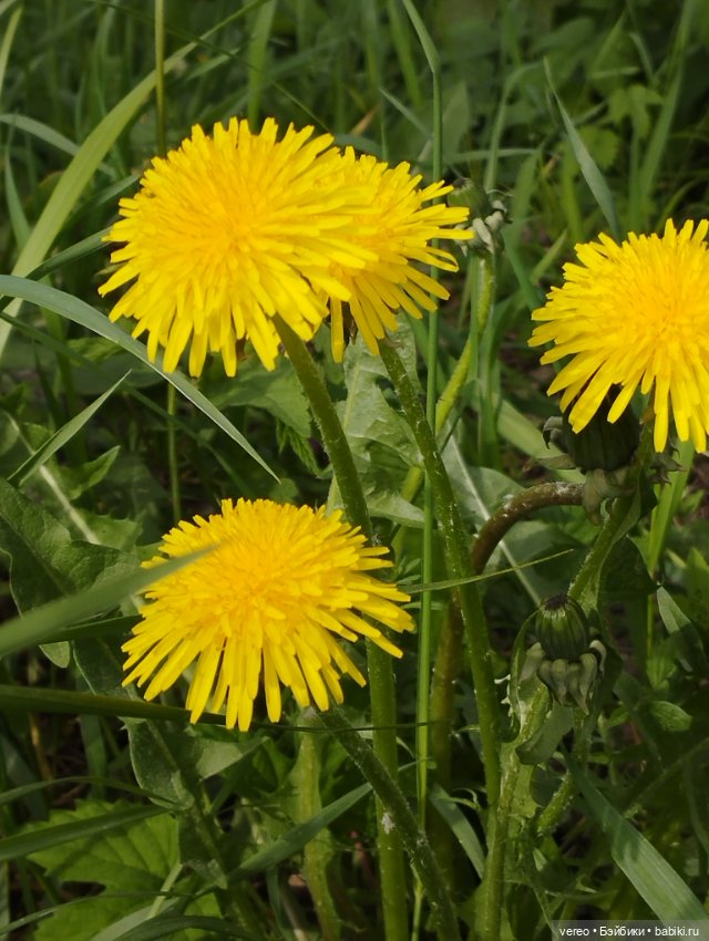 Посылки из за рубежа — Покупки (фото 5)