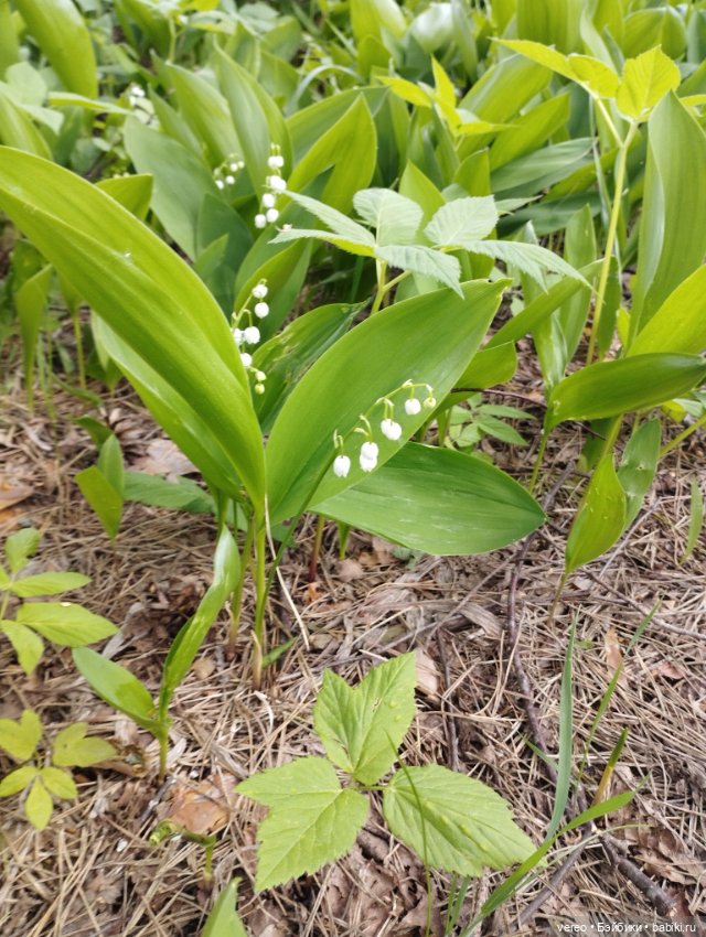 Посылки из за рубежа — Покупки (фото 9)