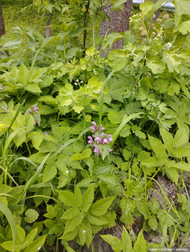 Посылки из за рубежа — Покупки (фото 8)