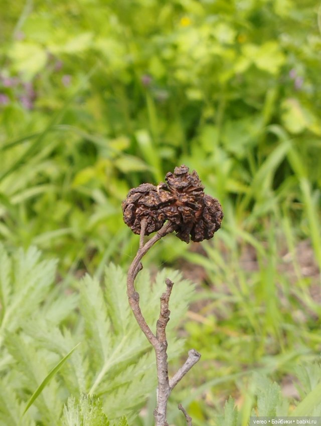 Посылки из за рубежа — Покупки (фото 2)