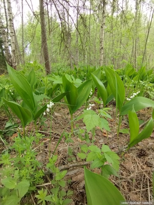Посылки из за рубежа — Покупки