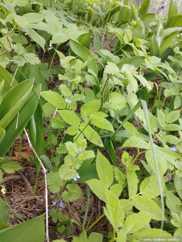 Посылки из за рубежа — Покупки