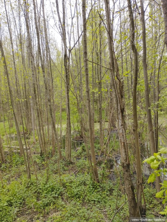 Посылки из за рубежа — Покупки