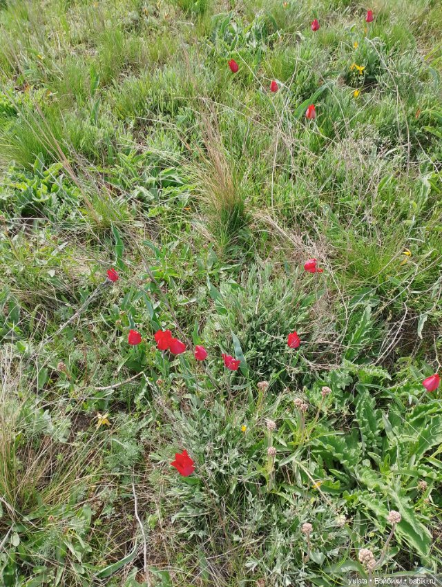 С Никой в Калмыкию — Домашние фото авторских кукол: личные коллекции