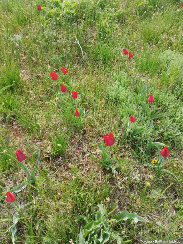 С Никой в Калмыкию — Домашние фото авторских кукол: личные коллекции