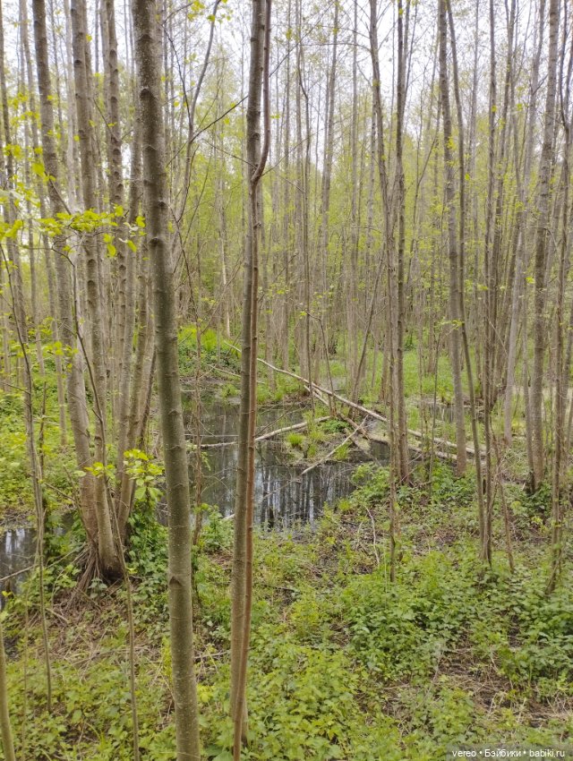 Посылки из за рубежа — Покупки