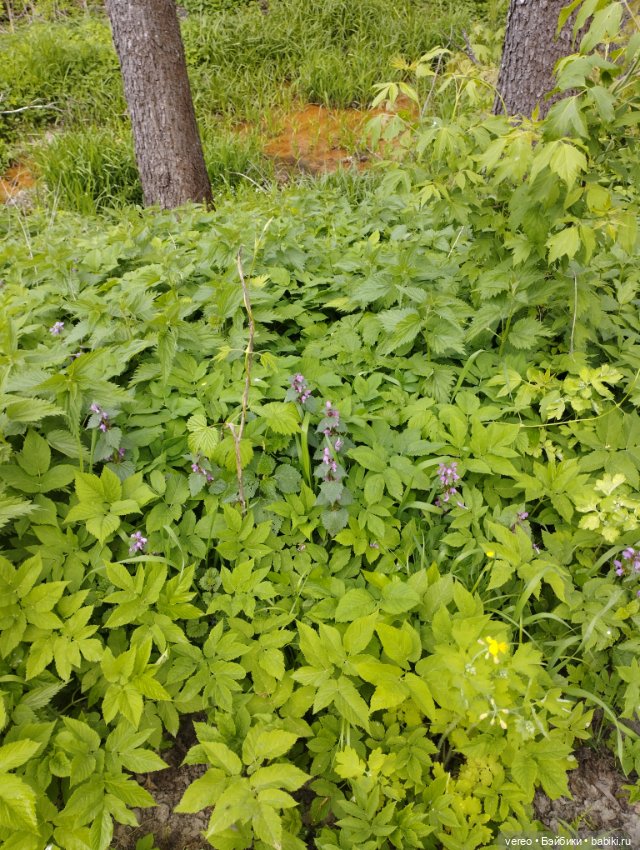 Посылки из за рубежа — Покупки (фото 10)