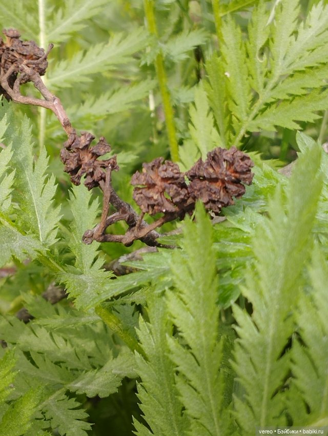 Посылки из за рубежа — Покупки (фото 3)