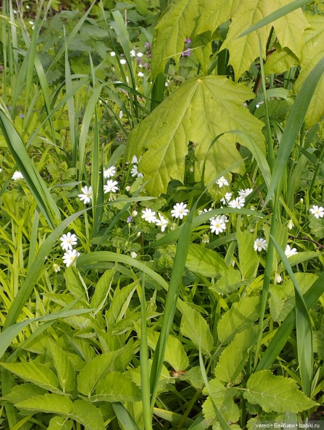 Посылки из за рубежа — Покупки (фото 6)