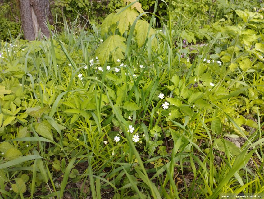 Посылки из за рубежа — Покупки (фото 7)
