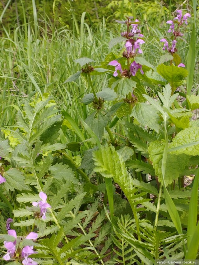 Посылки из за рубежа — Покупки