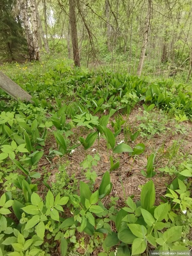 Посылки из за рубежа — Покупки