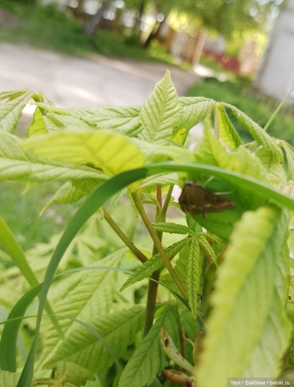 Эш Сильверстоун, Шедоу Хай (MGA , Shadow High) на прогулке)