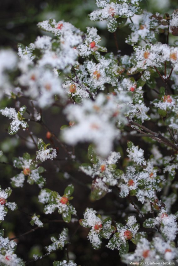 Зоя Redberry и снег в мае