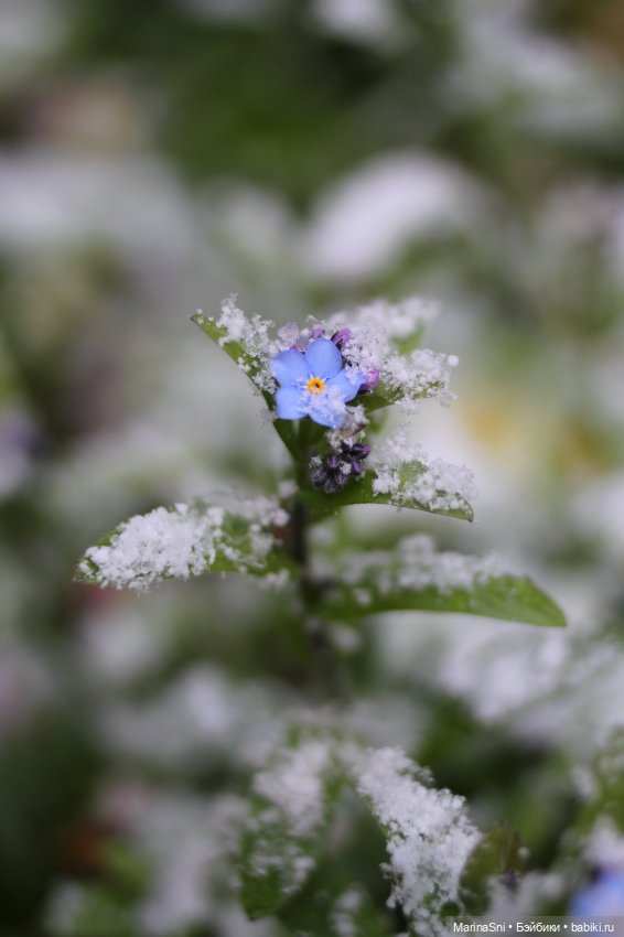Зоя Redberry и снег в мае