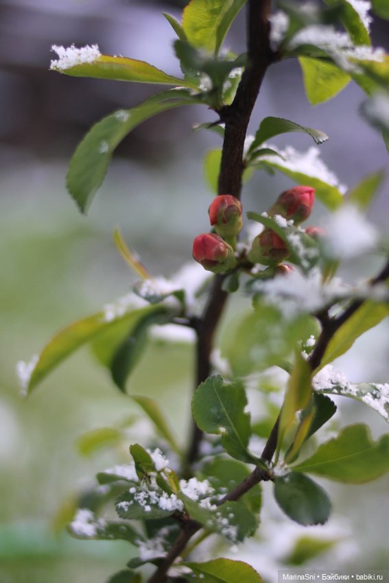 Зоя Redberry и снег в мае