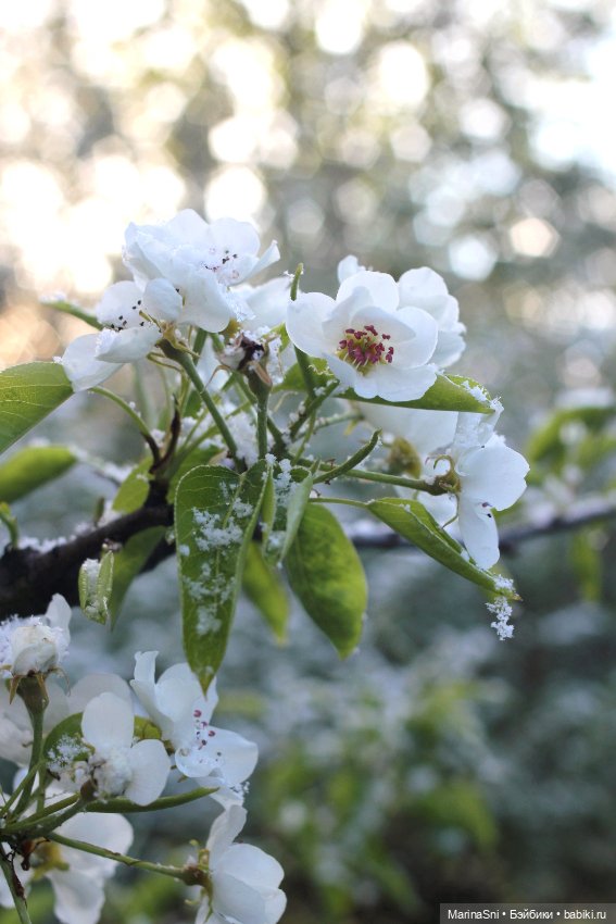 Зоя Redberry и снег в мае (фото 4)
