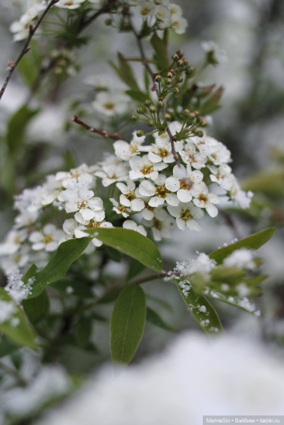 Зоя Redberry и снег в мае (фото 10)