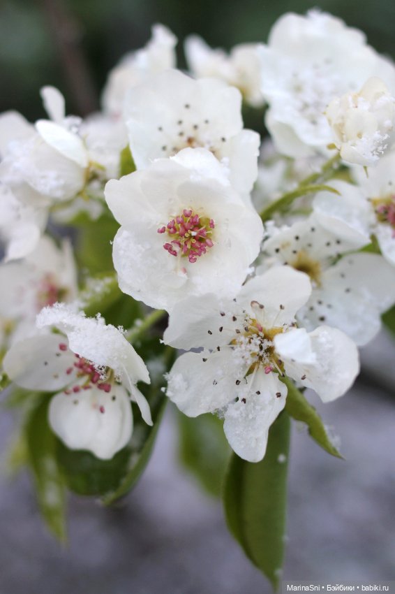 Зоя Redberry и снег в мае (фото 5)