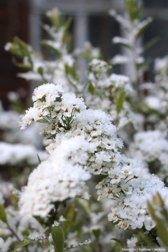 Зоя Redberry и снег в мае (фото 9)