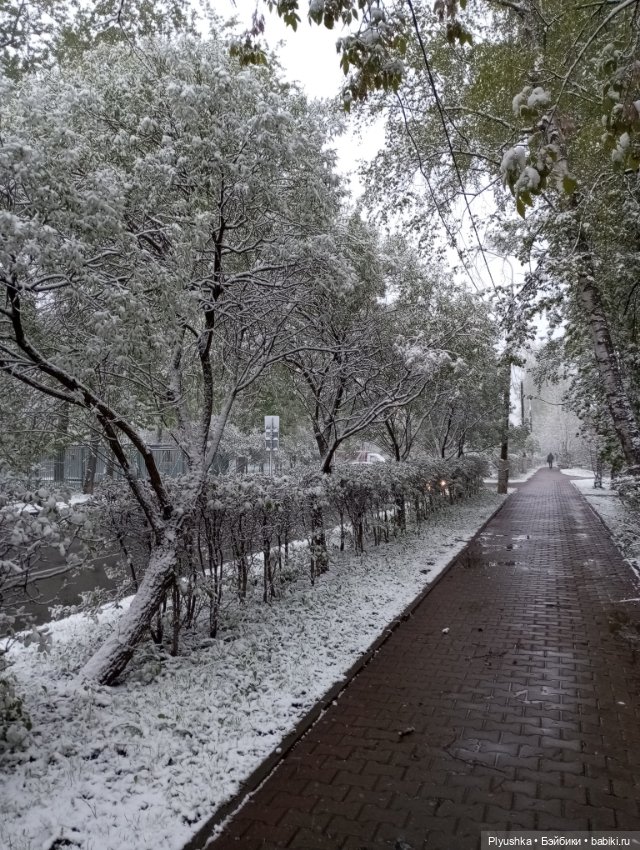 Майский снегопад — Кот Басик (фото 4)