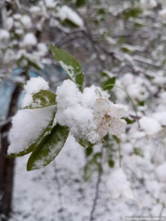 Майский снегопад — Кот Басик