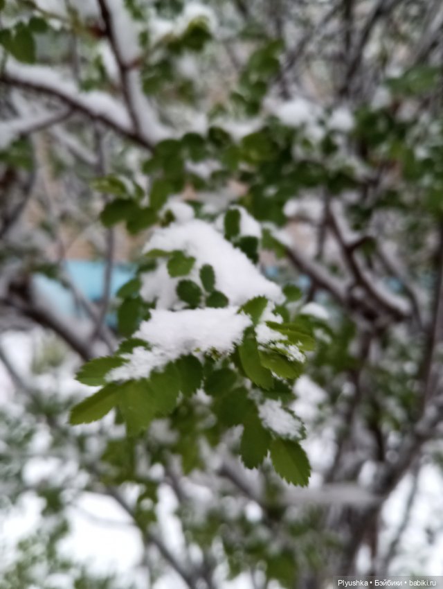 Майский снегопад — Кот Басик (фото 9)