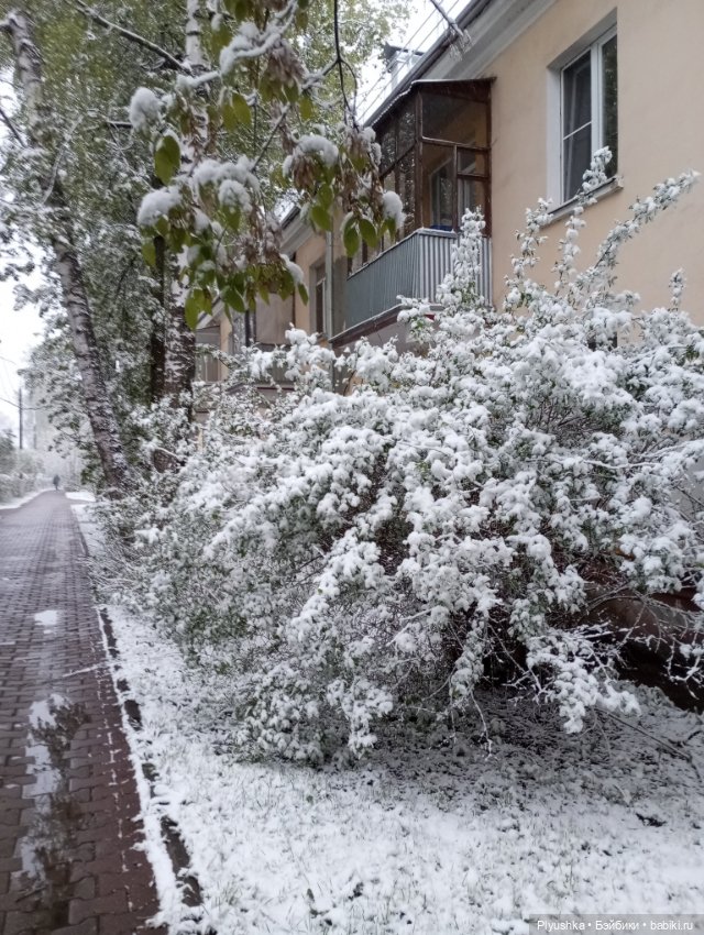 Майский снегопад — Кот Басик (фото 6)