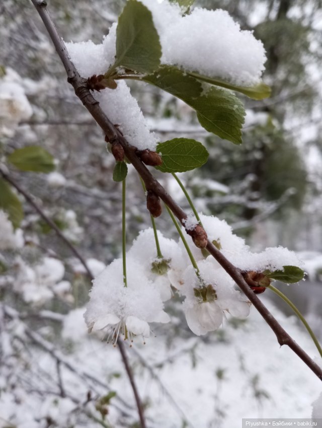 Майский снегопад — Кот Басик