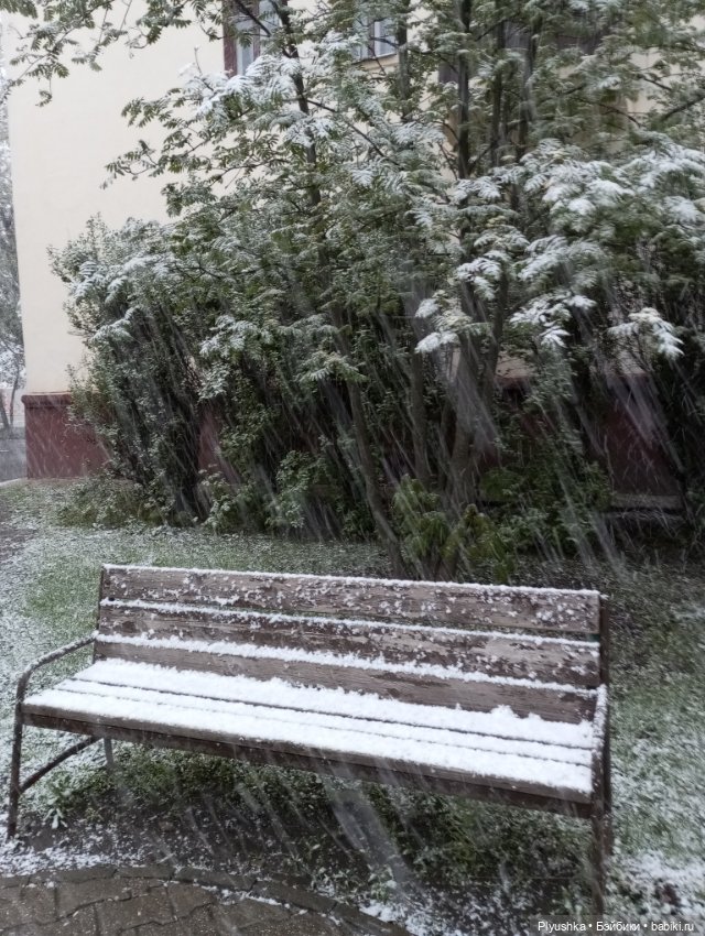 Майский снегопад — Кот Басик (фото 2)