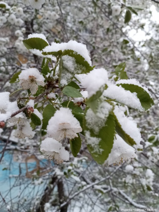 Майский снегопад — Кот Басик