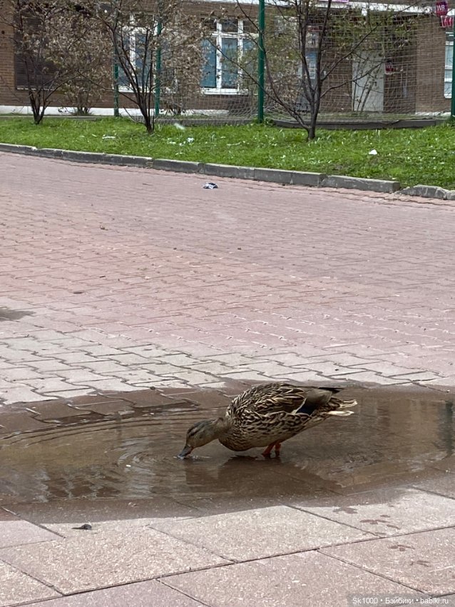 Тает вчерашний снег — Куклы Integrity Toys (Интегрити): Poppy Parker