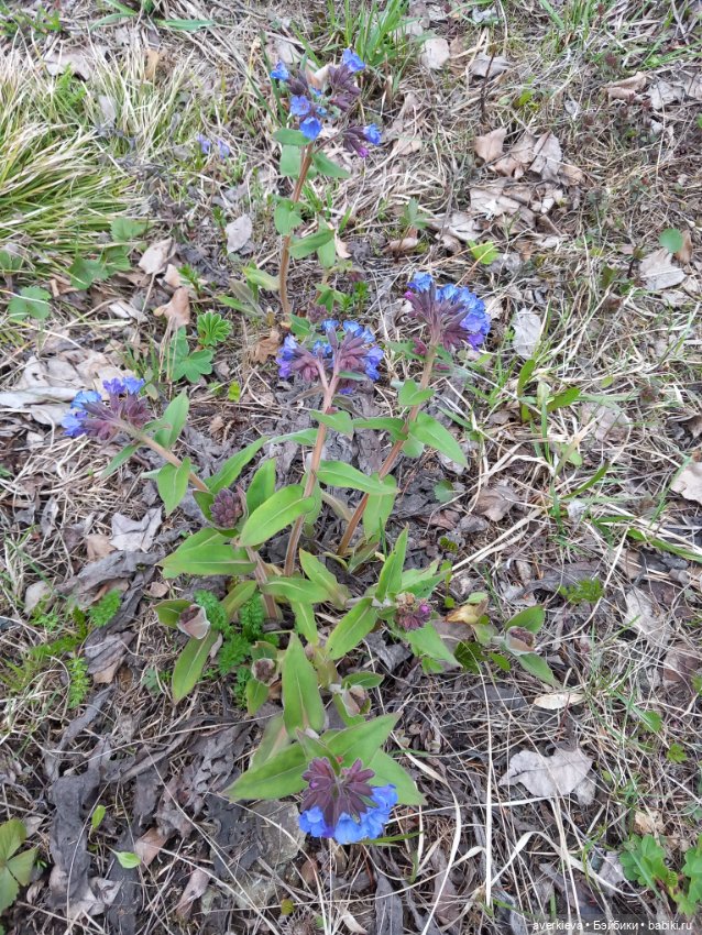 Жоржик Рыжиков в санатории
