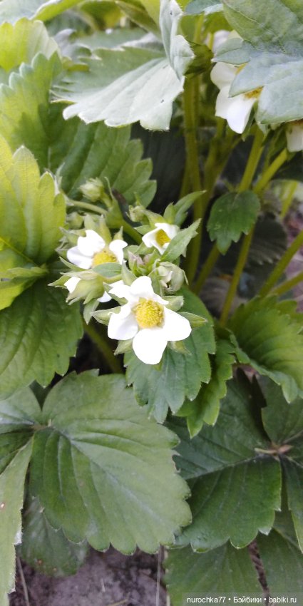 С днём Победы — Советские винтажные куклы (СССР): Ленигрушка (фото 3)