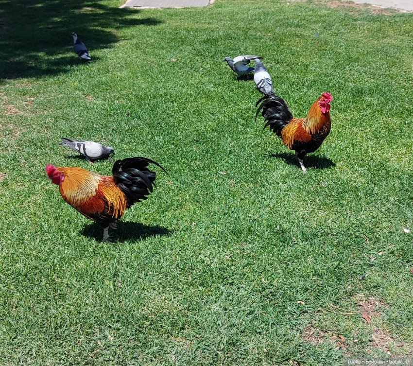 Паола в Парке наций — Куклы Paola Reina (Паола Рейна): новинки