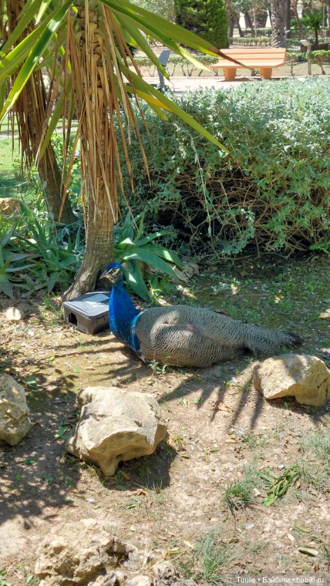 Паола в Парке наций — Куклы Paola Reina (Паола Рейна): новинки (фото 2)