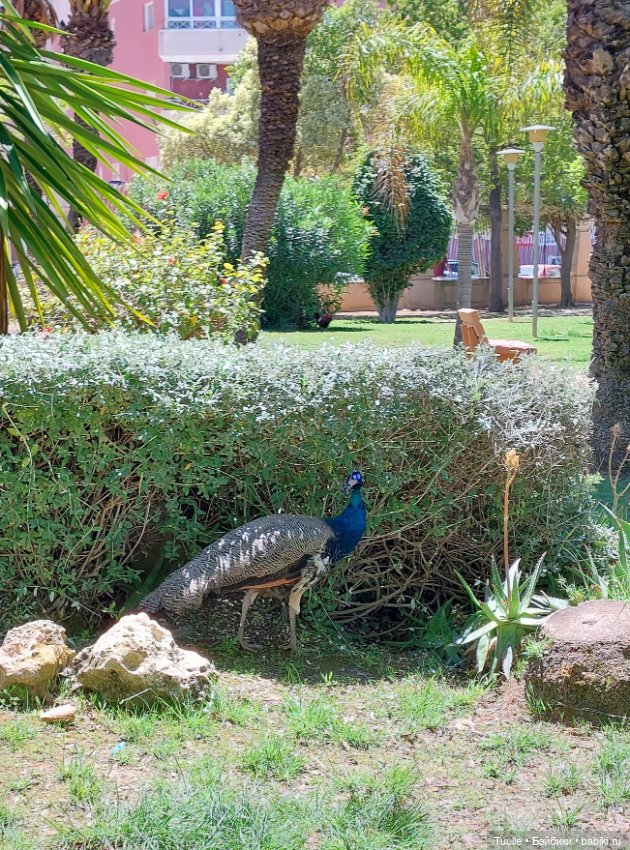 Паола в Парке наций — Куклы Paola Reina (Паола Рейна): новинки