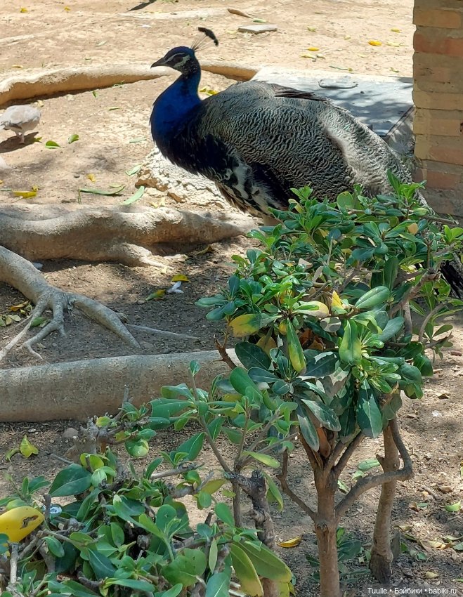 Паола в Парке наций — Куклы Paola Reina (Паола Рейна): новинки (фото 10)