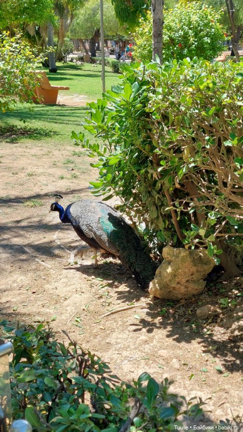 Паола в Парке наций — Куклы Paola Reina (Паола Рейна): новинки (фото 5)