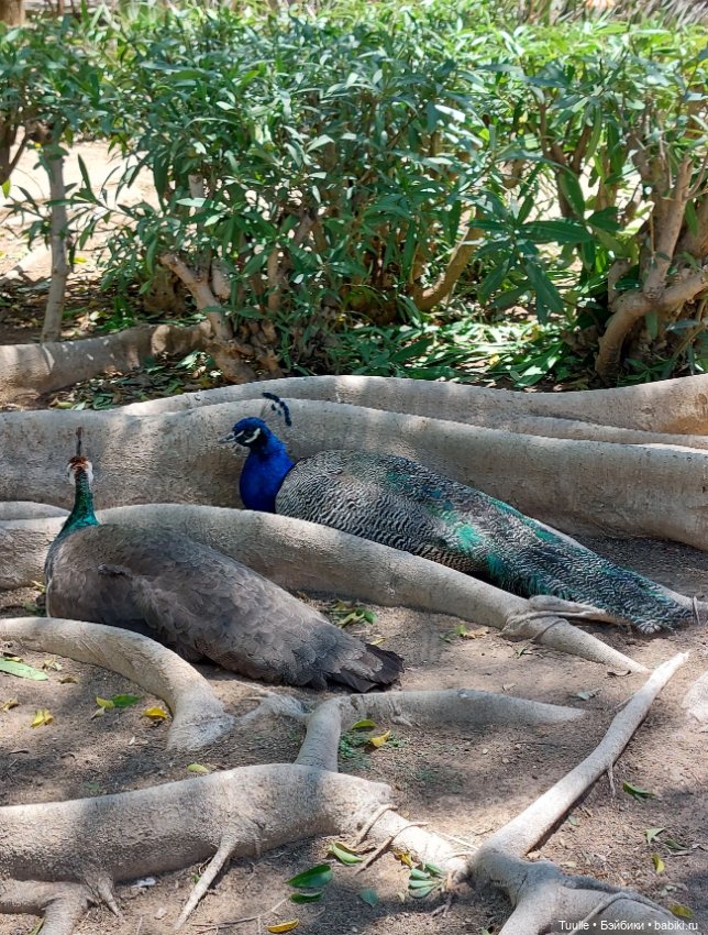 Паола в Парке наций — Куклы Paola Reina (Паола Рейна): новинки