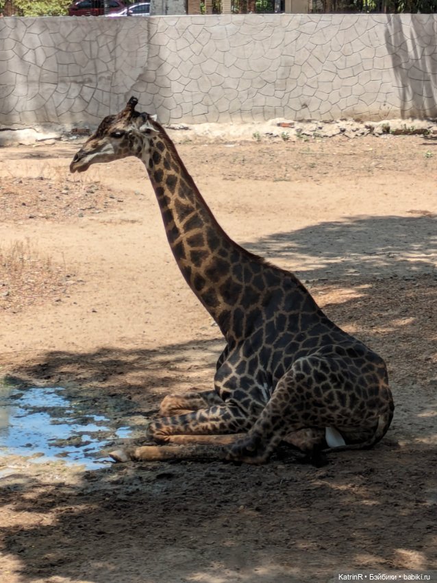 Жирафики. Брошки — Авторские мишки Тедди и друзья: фото (фото 6)