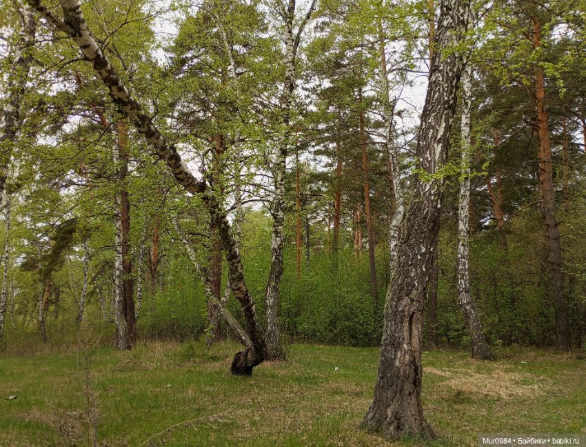 Ещё один наш новенький — Аналоги Барби и куклы 1/6: клоны 90
