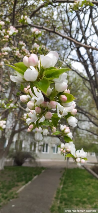 Мигель — Игровые куклы разных производителей (Разное): редкие бренды (фото 8)