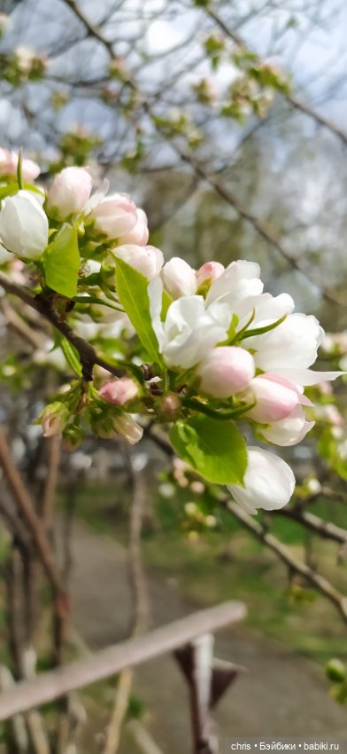 Мигель — Игровые куклы разных производителей (Разное): редкие бренды (фото 6)