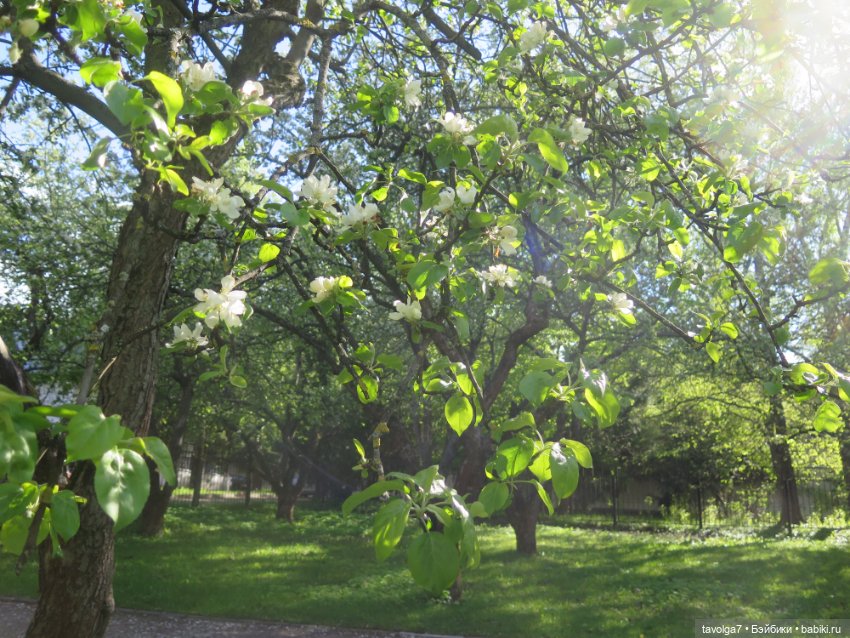 Сады Коломенского в сложный май 2024