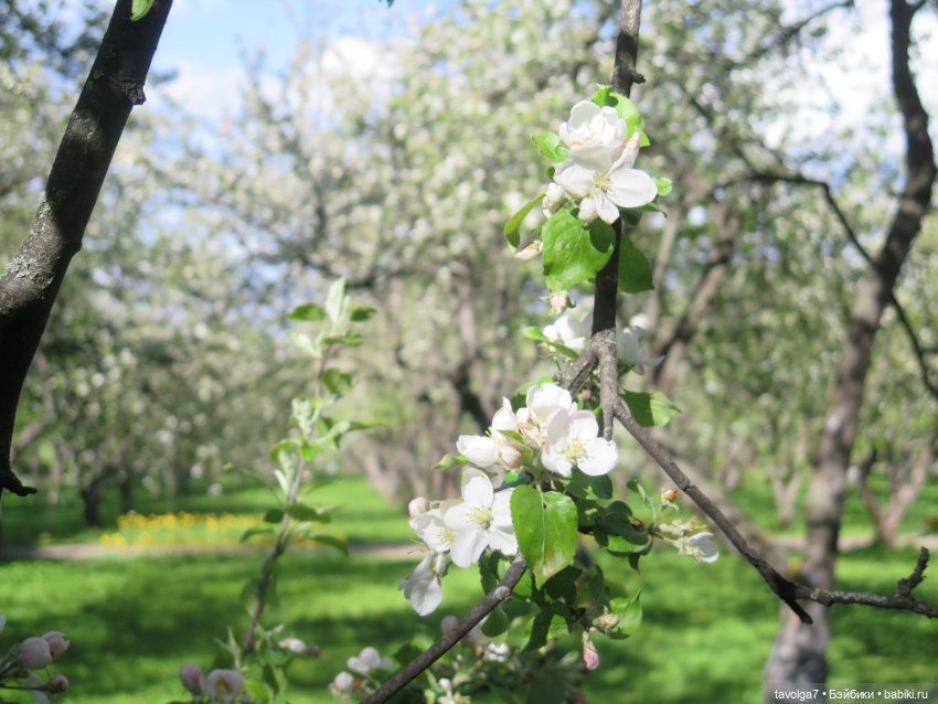 Сады Коломенского в сложный май 2024 (фото 9)