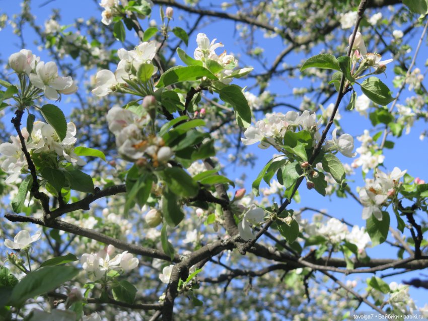 Сады Коломенского в сложный май 2024 (фото 8)