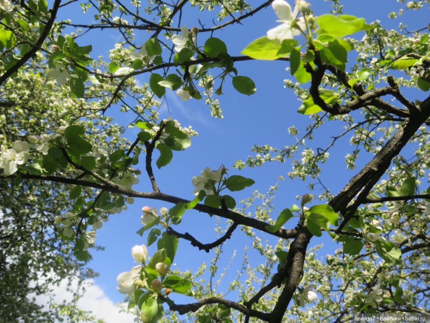 Сады Коломенского в сложный май 2024