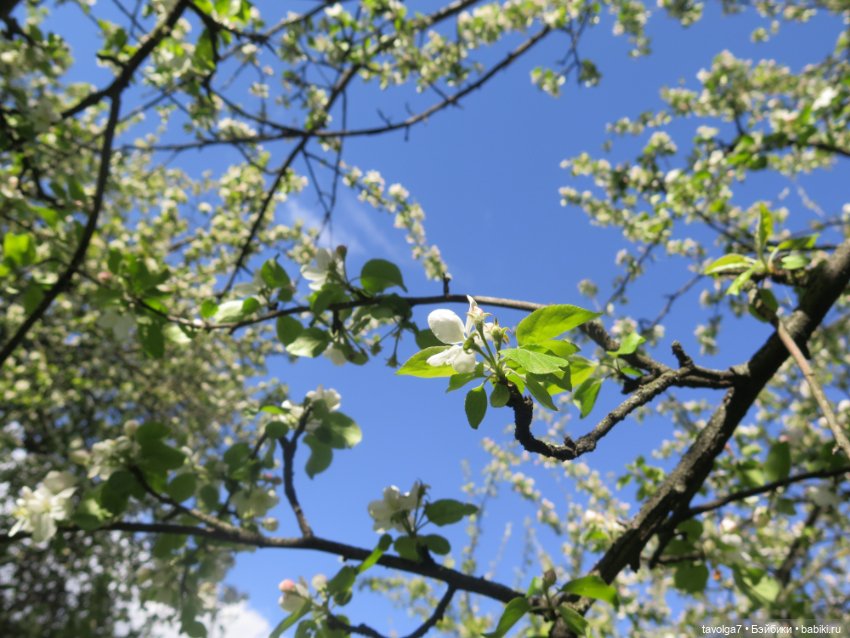 Сады Коломенского в сложный май 2024