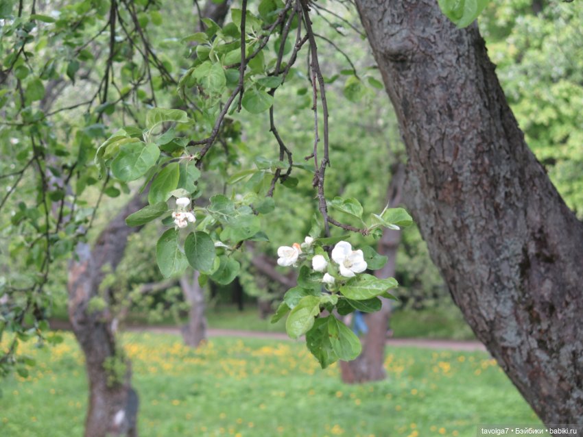Сады Коломенского в сложный май 2024 (фото 3)